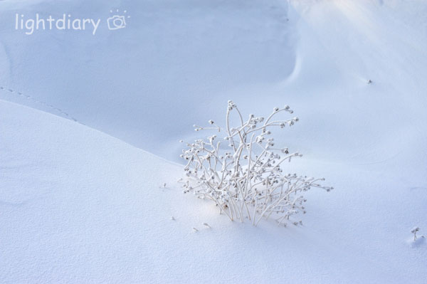 雾凇,雾凇岛,吉林雪乡,树挂,雪松,冬季摄影 雾凇,雾凇岛,吉林雪乡,树挂,雪松,冬季摄影