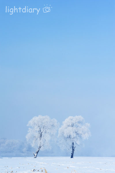雾凇,雾凇岛,吉林雪乡,树挂,雪松,冬季摄影