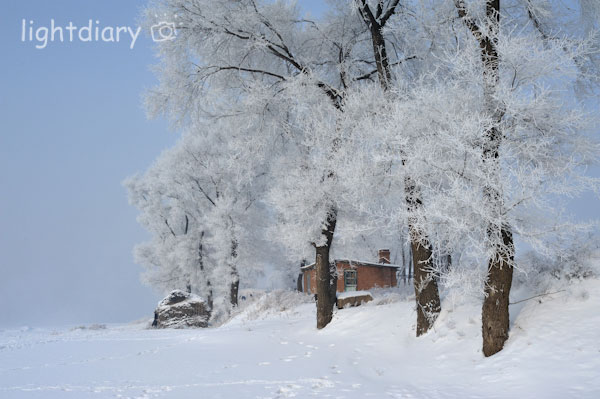 雾凇,雾凇岛,吉林雪乡,树挂,雪松,冬季摄影