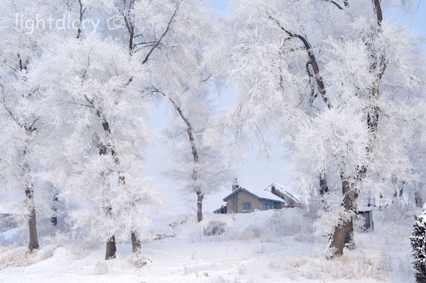 雾凇,雾凇岛,吉林雪乡,树挂,雪松,冬季摄影