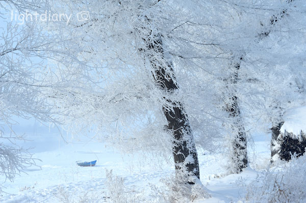 雾凇,雾凇岛,吉林雪乡,树挂,雪松,冬季摄影