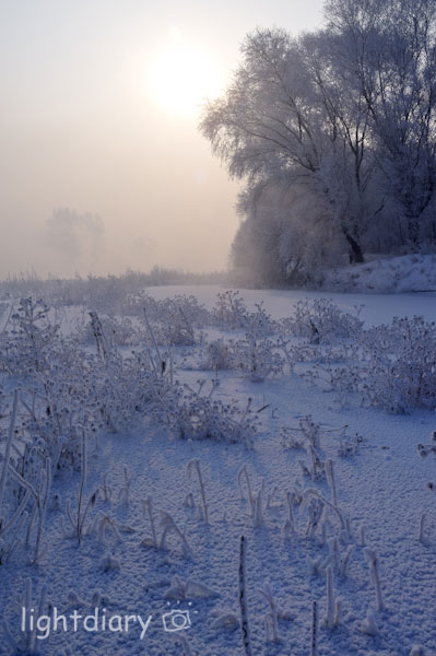 雾凇,雾凇岛,吉林雪乡,树挂,雪松,冬季摄影