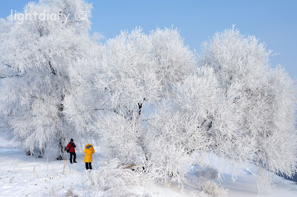 雾凇,雾凇岛,吉林雪乡,树挂,雪松,冬季摄影
