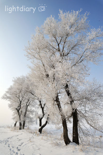 雾凇,雾凇岛,吉林雪乡,树挂,雪松,冬季摄影