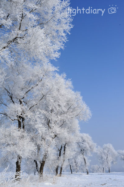 雾凇,雾凇岛,吉林雪乡,树挂,雪松,冬季摄影