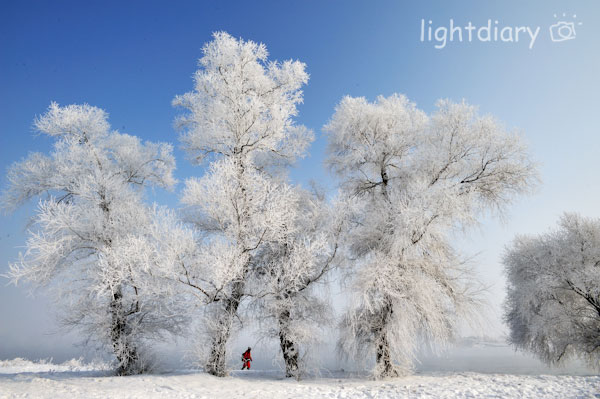 雾凇,雾凇岛,吉林雪乡,树挂,雪松,冬季摄影