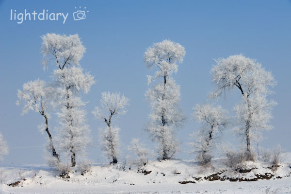 雾凇,雾凇岛,吉林雪乡,树挂,雪松,冬季摄影