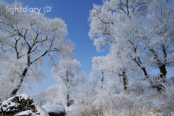 雾凇,雾凇岛,吉林雪乡,树挂,雪松,冬季摄影