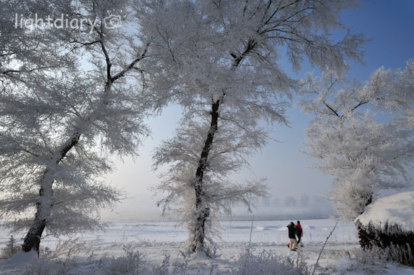 雾凇,雾凇岛,吉林雪乡,树挂,雪松,冬季摄影