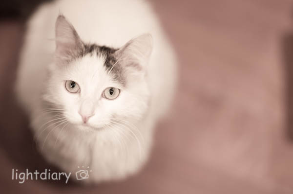 闪光灯,人像,妮妮