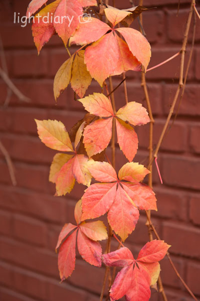 风光,大学,化工大学,和平西桥,秋天,秋色