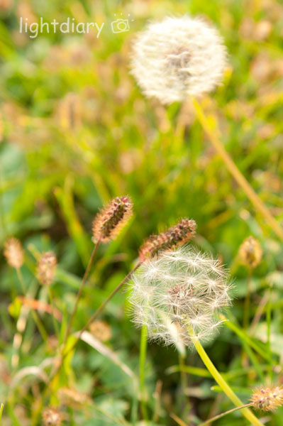风光,大学,化工大学,和平西桥,秋天,秋色