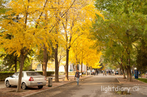 风光,大学,化工大学,和平西桥,秋天,秋色