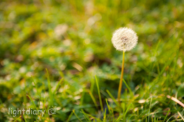 风光,大学,化工大学,和平西桥,秋天,秋色