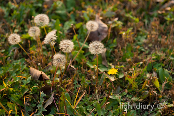 风光,大学,化工大学,和平西桥,秋天,秋色