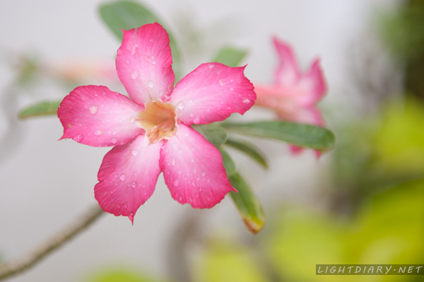 旅游,假期,巴厘岛,乌布