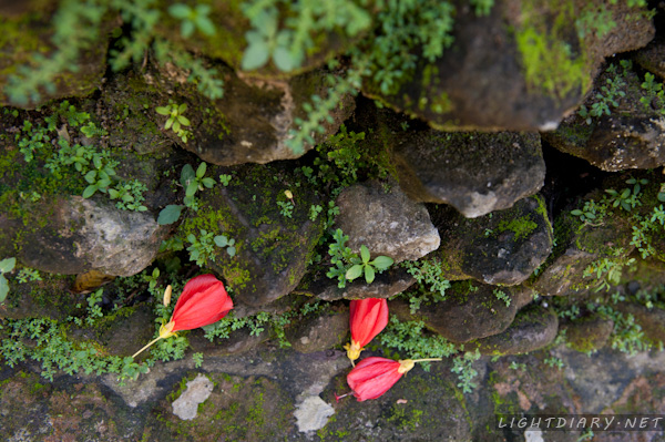 旅游,假期,巴厘岛,乌布