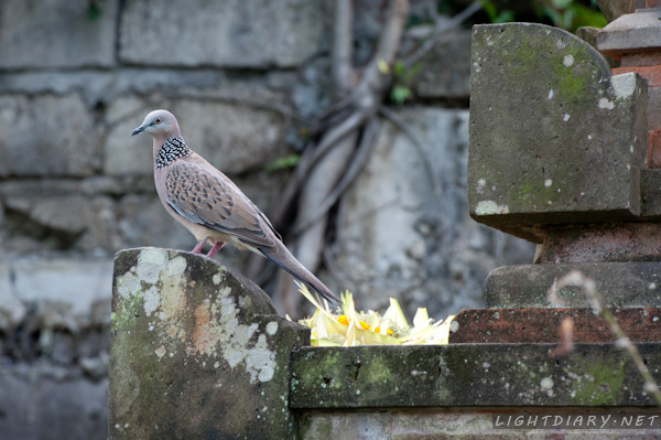 旅游,假期,巴厘岛,乌布
