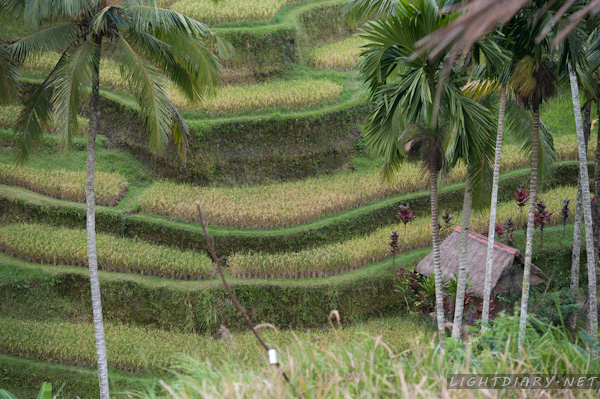旅游,假期,巴厘岛,乌布