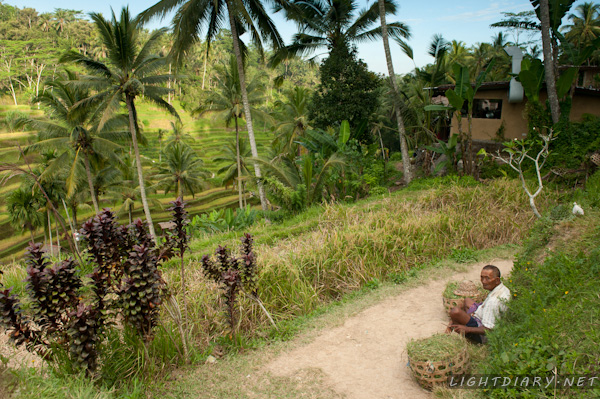 旅游,假期,巴厘岛,乌布