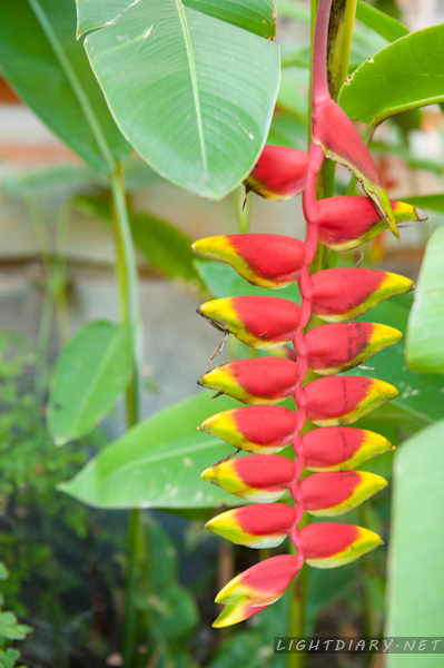 旅游,假期,巴厘岛,乌布