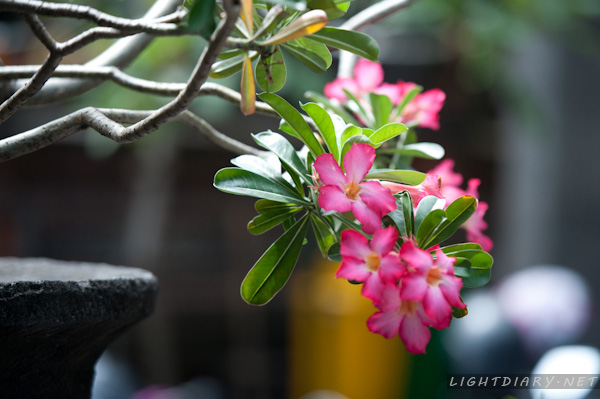 旅游,风光,巴厘岛,库塔,乌鲁瓦图