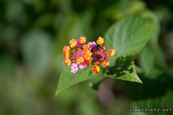 旅游,风光,巴厘岛,库塔,乌鲁瓦图
