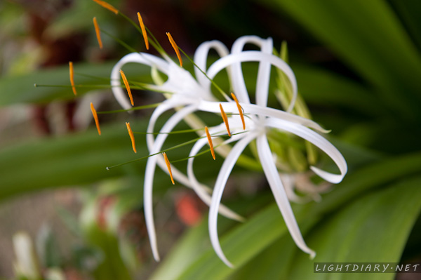 旅游,风光,巴厘岛,怒沙杜瓦