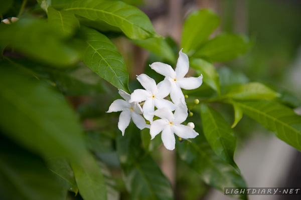 旅游,风光,巴厘岛,怒沙杜瓦