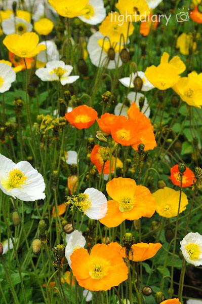 瑞士,因特拉肯,雪朗峰